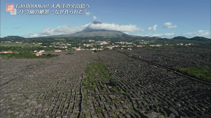 ポルトガル「ピコ島のブドウ畑の景観」