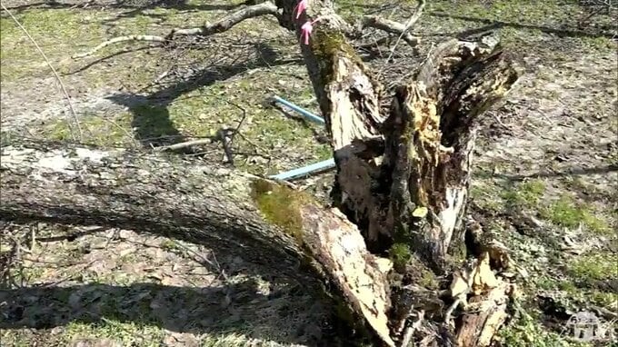 「地獄でした。恐ろしかった…」“豪雪”被害にあったリンゴ農家　約10本のリンゴの木は完全な修復が『不可能』に　弘前市・櫻田宏 市長が園地を視察　「支柱」の購入費の補助決定　|　青森のニュース│ATV NEWS│青森テレビ