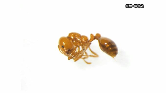 神戸港で要緊急対処特定外来生物「コガネヒアリ」国内初確認　働きアリ２万匹・女王アリや幼虫も　|　MBSニュース | 関西の最新ニュースを分かりやすく。