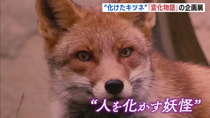 江戸の化かし合いを覗き見　「狐と変化物語」展が三次もののけミュージアムで開幕　タヌキの作品も展示　広島県三次市　|　RCC NEWS | 広島ニュース | RCC中国放送