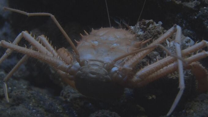世界初の生体展示！超希少な深海カニ「ウィリアムホモラ」を美ら海水族館が採取に成功|TBS NEWS DIG