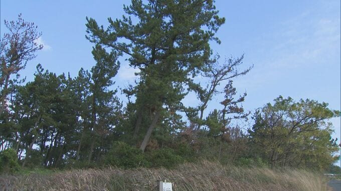日本海の絶景「白砂青松」に異変…茶色く枯れてしまう原因は“外来種の線虫”　松枯れ被害が前年より6割増加…防災林機能低下も懸念|TBS NEWS DIG