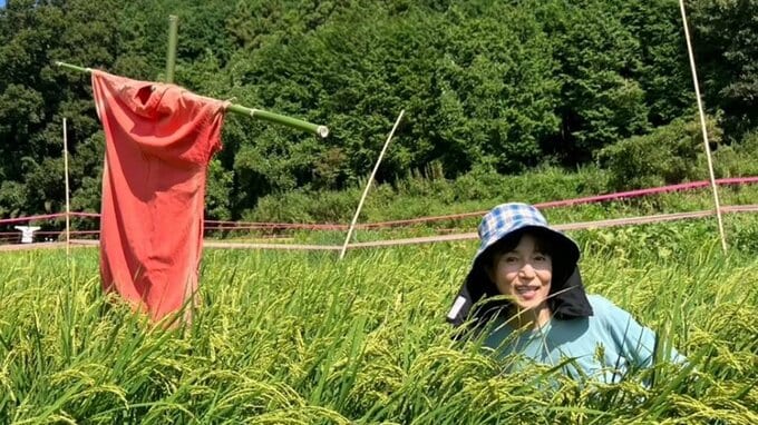 【 磯野貴理子 】 「鳥獣対策に案山子（かかし）たてました」　田んぼの鳥獣対策と稲の実りを報告　珍しいフクロウの姿も|TBS NEWS DIG