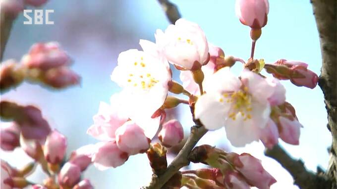 南信州から春の便り　天龍峡で早咲きの「春めき桜」が開花　長野・飯田市|TBS NEWS DIG