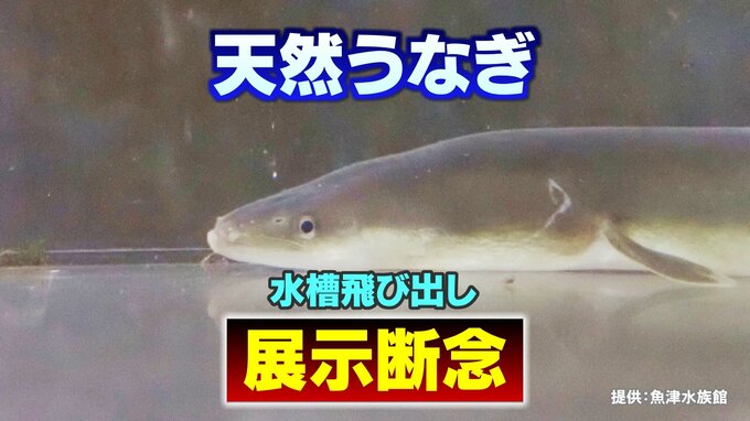  水槽を飛び出したり床にジャンプしたりと “暴れ放題”　「お客さんがいるときはあまり飛ばないのに…」“うなぎ”パワーに四苦八苦した学芸員はついに“展示を断念”　|TBS NEWS DIG
