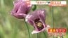 麻薬・アヘンの成分を含む「違法ケシ」が大量に繁殖 愛媛県・西条市　|　愛媛のニュース - Nスタえひめ｜あいテレビは6チャンネル