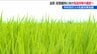 今年の夏も猛暑か「稲の栄養不足を補うための追肥や水管理の徹底を」新潟　|　新潟のニュース・天気｜BSN NEWS｜BSN新潟放送