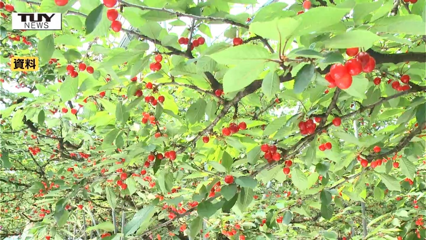 県が最新のさくらんぼの生育状況公表 収穫時期は例年より2日ほど早まる