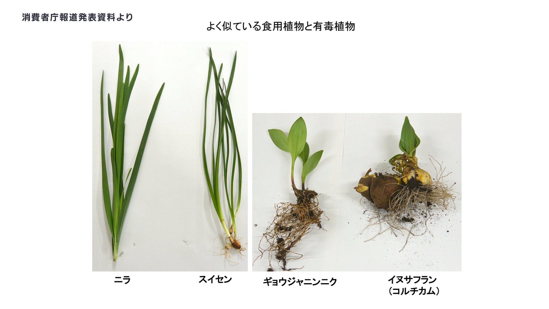ニラ スイセン 見分け 方