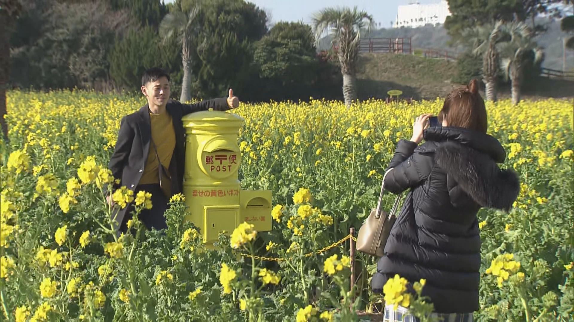 120万本の菜の花の黄色いじゅうたん “幸せを呼ぶ”黄色いポストも