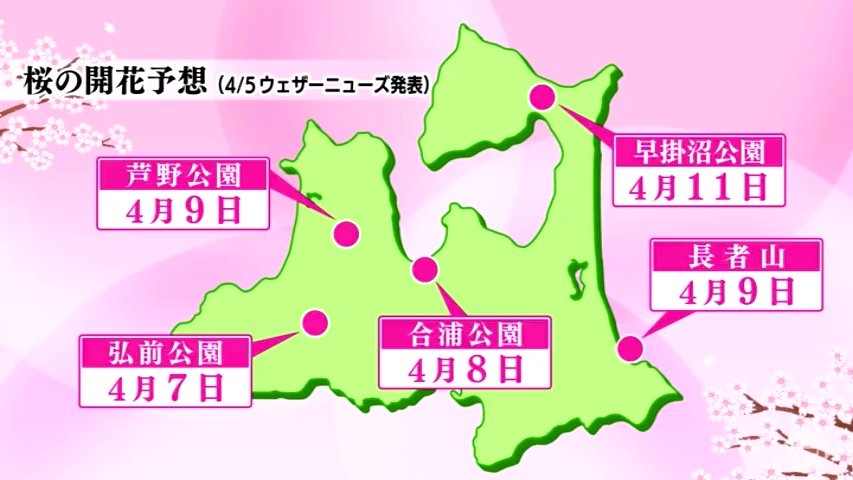 サクラ前線加速!弘前公園の開花7日予想 観測史上最早の予想さらに早まる異例の発表 | TBS NEWS DIG