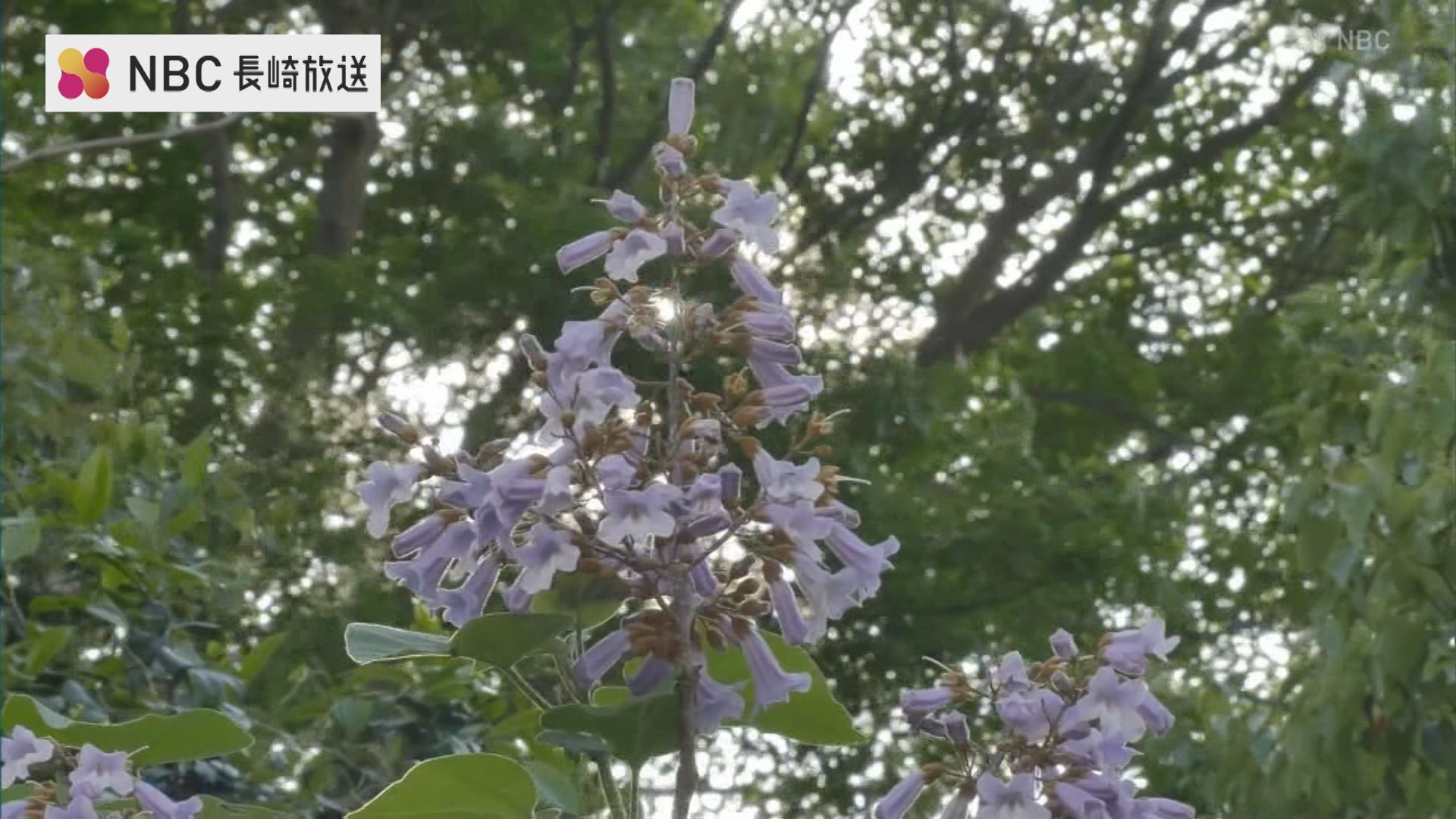 鳳凰がとまる木 対馬 宗家の家紋 桐の花が見ごろに Tbs News Dig 鳳凰がとまる木 対馬 宗家の家紋 桐の花が見ごろに Tbs News Dig