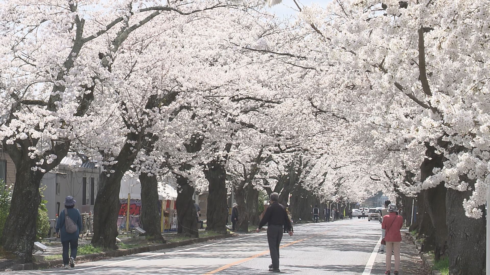 サクラのトンネル「夜の森の桜」満開に 4月1日避難指示一部解除、富岡町のシンボル 福島 | TBS NEWS DIG