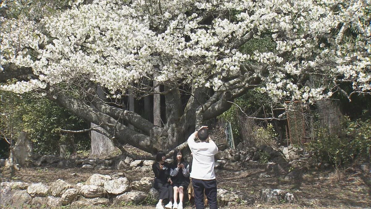 ★原木、最終値下げ★大島桜 55cmの半割 重量60kg 八重の大島 | 桜図鑑｜公益財団法人日本花の会
