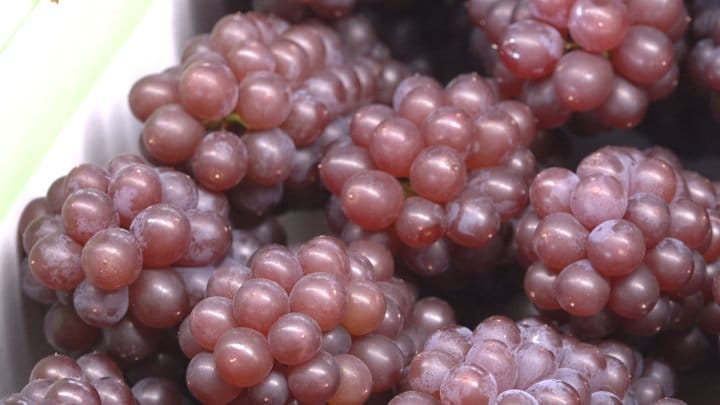 ハウスのデラウェア出荷　多くが糖度20度超えて最高評価「秀」に　あす東京や関西で競りへ　山梨