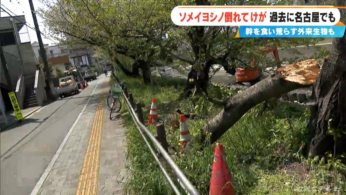 相次ぐ桜の“倒木” ソメイヨシノは老木化…幹を食い荒らす“外来生物”も 名古屋では“ジンダイアケボノ”への植え替え進む