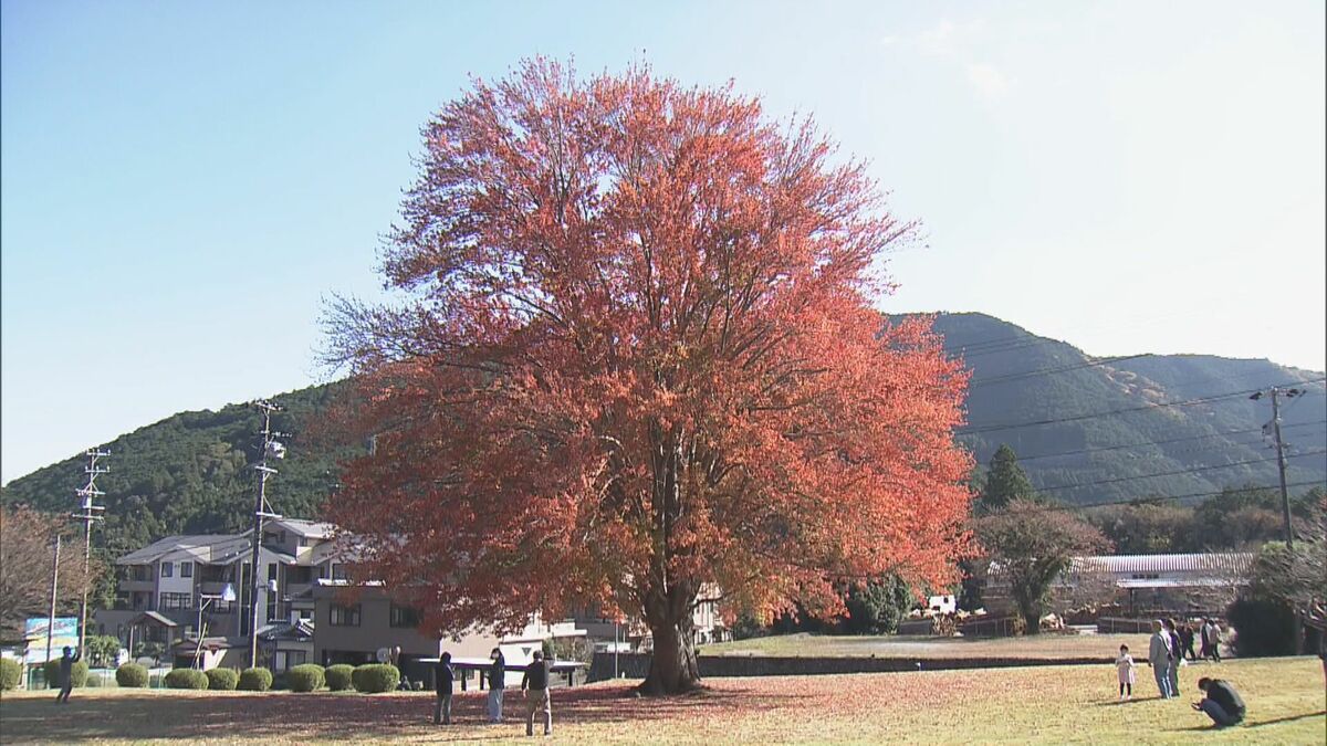 真っ赤に色づいた樹齢約90年のシンボルツリー 巨大｢ハナノキ｣が見頃に 吹奏楽部の演奏も 三重･松阪市の飯南高校