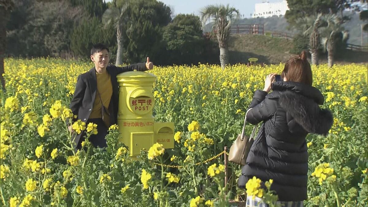 120万本の菜の花の黄色いじゅうたん “幸せを呼ぶ”黄色いポストも… ｢渥美半島菜の花まつり｣ メイン会場の伊良湖菜の花ガーデン 愛知・田原市