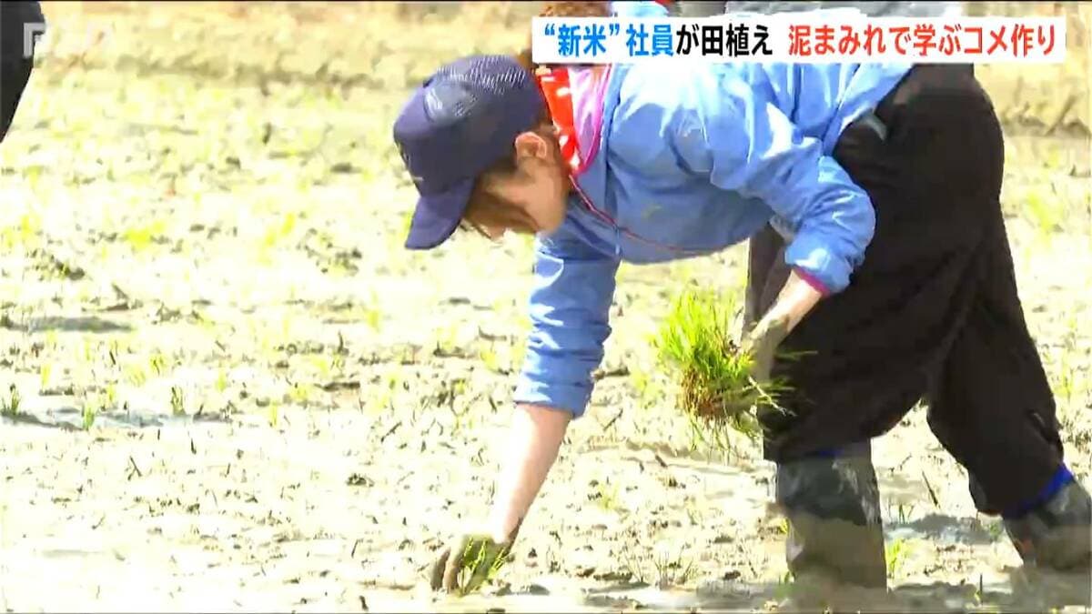 サムネイル_泥まみれの悪戦苦闘　菓子メーカーの“新米”社員54人が田植えに挑戦　新潟・阿賀野市