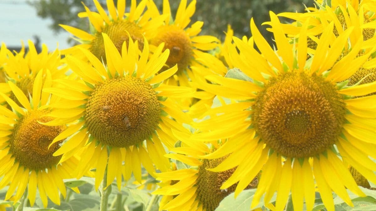 福島へ届け…東日本大震災からの復興願う3万本のヒマワリ　大輪の花が満開に