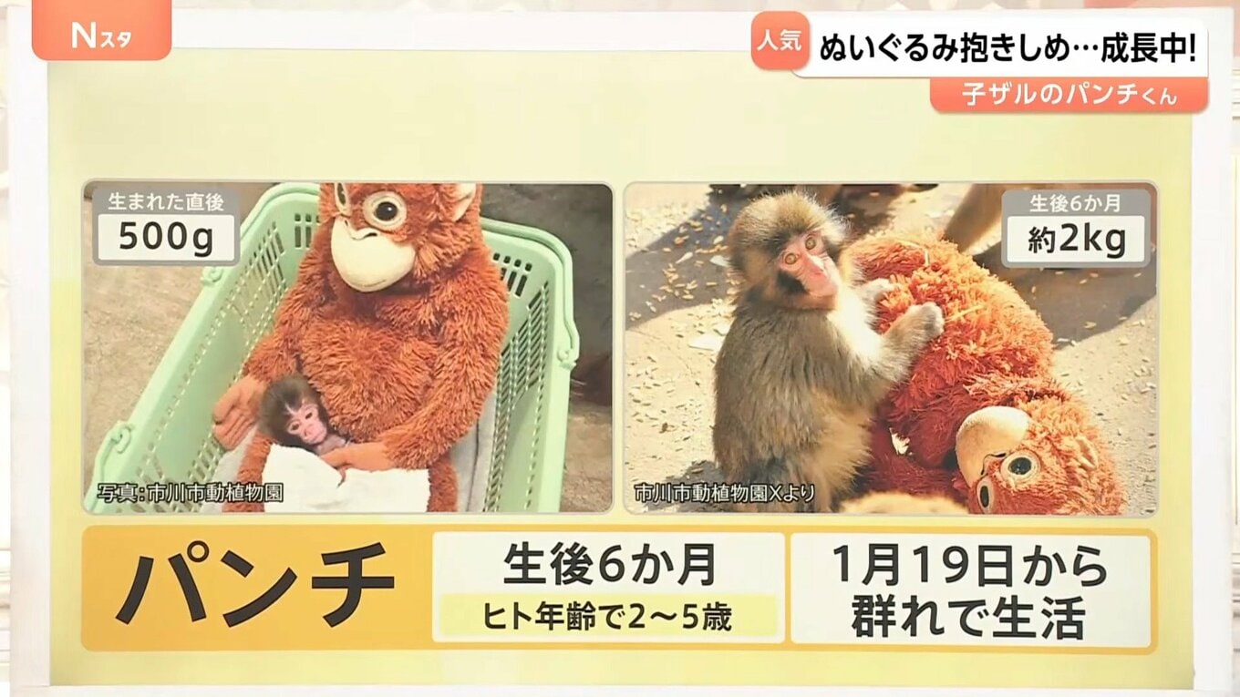 がんばれ!子ザルの「パンチくん」 ぬいぐるみの“お母ちゃん”抱きしめ群れの中で奮闘中【Nスタ解説】 | TBS NEWS DIG (3ページ)