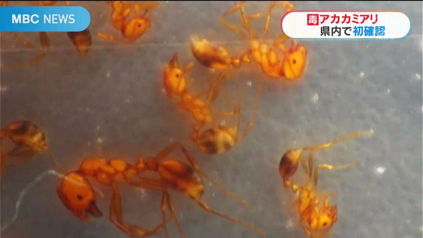 外来種「アカカミアリ」志布志港で鹿児島県内初確認 ヒアリの仲間で有毒「触らないで」 | TBS NEWS DIG