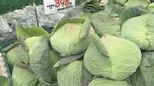 キャベツ1玉500円超えも 値上がり止まらず“高級野菜”に 「30年に一度」の高値 この先も続く?12月は雨降らず寒かった | 名古屋・愛知・岐阜・三重のニュース【CBC news】 | CBC web