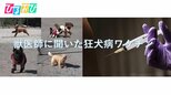 獣医師に聞いた狂犬病ワクチン【ひるおび】|TBS NEWS DIG