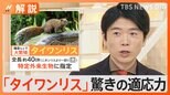 鎌倉で「タイワンリス」急増、横浜の市街地などにも…なぜ今年増加?【Nスタ解説】|TBS NEWS DIG