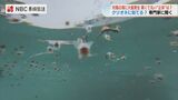 【動画あり】丸くて黒い"謎の物体"ふわふわ大量…生き物?よく見ると真珠の光沢 その正体は 長崎・対馬 | 長崎のニュース | 天気 | NBC長崎放送