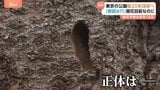 桜の開花まで18日なのに…都内の公園で20本を伐採「原因は複数の穴」|TBS NEWS DIG