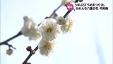 国の天然記念物 宮崎市の「月知梅」咲き始める　10日からは5年ぶりに「うめまつり」も　|　MRTニュース ｜ ＭＲＴ宮崎放送