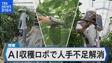 「勘と経験頼み」の農業からの脱却へ人手不足解消 AI収穫ロボット【Bizスクエア】|TBS NEWS DIG