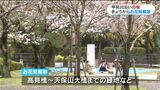 桜の開花進む場所も 甲突川沿いの花見解禁、早速桜の木の下で… 鹿児島 | 鹿児島のニュース|MBC NEWS|南日本放送