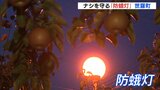ナシを守る「防蛾灯」　約2000基から黄色の光　幻想的な風景が地元の風物詩に　|　RCC NEWS | 広島ニュース | RCC中国放送