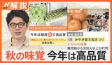 台風去って…秋の味覚が続々出荷 店頭に、ブドウ“甘み強い”高品質続々、ナシ各地で収穫真っ盛り【Nスタ解説】|TBS NEWS DIG