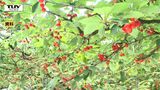 県が最新のさくらんぼの生育状況公表 収穫時期は例年より2日ほど早まる見込み 予想収穫量は平年比7割~8割の水準(山形) | 山形のニュース│TUYテレビユー山形