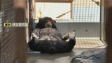 国内に15頭!マレーグマ・ウメキチの大胆な寝相が話題に 飼育担当者は「これぞウメキチ」|TBS NEWS DIG