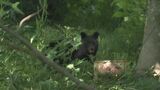 自宅の庭でクマに襲われ70代の男性が救急搬送 腰などかまれ軽傷 ツキノワグマか 4月から目撃情報97件 けがをしたのはことし初めて 岐阜・高山市 | 名古屋・愛知・岐阜・三重のニュース【CBC news】 | CBC web