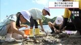 ふるさとの干潟への理解を深める　延岡市の小学生が潮干狩りの体験学習　|　MRTニュース ｜ ＭＲＴ宮崎放送