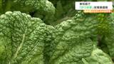 『かつお菜』はカツオのような風味豊かな出汁が出る葉物野菜 宮城・東松島市でも栽培 福岡では正月の雑煮に欠かせない縁起物 | 宮城のニュース│tbc NEWS│tbc東北放送