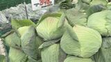 キャベツ1玉500円超えも 値上がり止まらず“高級野菜”に 「30年に一度」の高値 この先も続く?12月は雨降らず寒かった | 名古屋・愛知・岐阜・三重のニュース【CBC news】 | CBC web