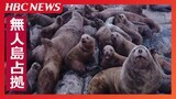 「海のギャング」トドの大群が島を占拠?ドローン映像で見る500頭 春には6000頭ものトドが上陸か | 北海道のニュース|HBC北海道放送