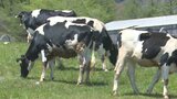 初夏の風物詩 八ヶ岳牧場で牛の放牧始まる 約450頭を受け入れ予定 | 山梨のニュース | UTYテレビ山梨