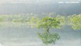 「これ現実?」神秘・・・世界的にバズった今だけの風景 山形県飯豊町の美しき「水没林」 今年からはライトアップも! | 山形のニュース│TUYテレビユー山形