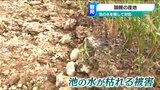 「異常なのが普通なのかな という考え方でやってかないと…」この暑さから“錦鯉”を救う異例のスケジュール 新潟県|TBS NEWS DIG