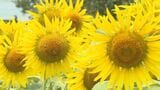 福島へ届け…東日本大震災からの復興願う3万本のヒマワリ 大輪の花が満開に | 大分のニュース|OBS NEWS|大分放送