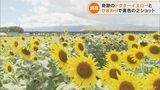 咲き誇る大輪のヒマワリとドクターイエロー 奇跡の2ショット 岐阜・大垣市 | 名古屋・愛知・岐阜・三重のニュース【CBC news】 | CBC web