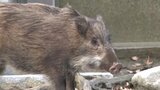 境内を歩き回り… 石手寺でイノシシ出没 市職員が駆け付けるも山に帰って行く 愛媛県松山市 | 愛媛のニュース - Nスタえひめ|あいテレビは6チャンネル