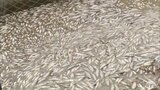 大雨でリンゴやサーモン・アユ…青森県の一次産業に大きな打撃 | 青森のニュース│ATV NEWS│青森テレビ